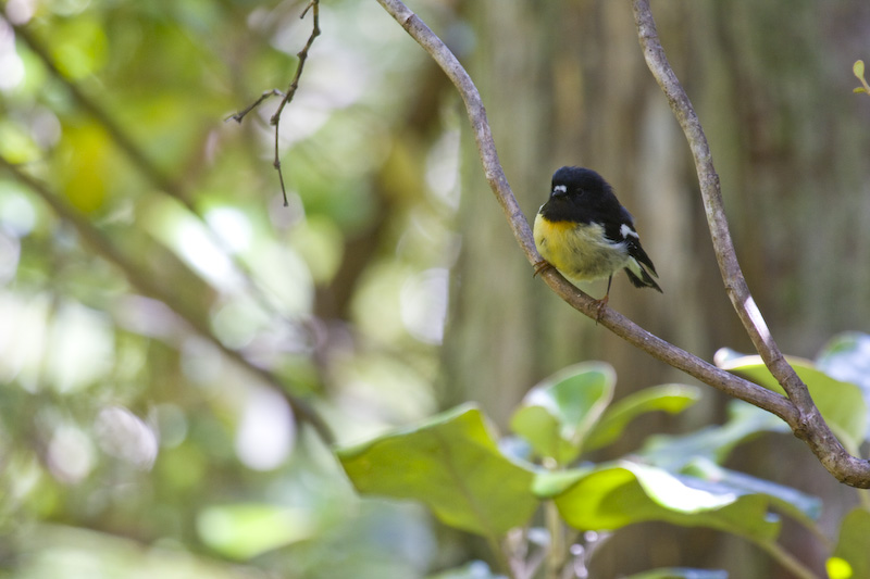 Tomtit On Branch